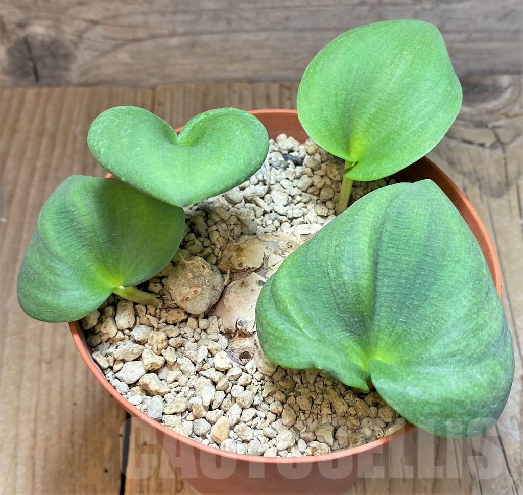 SHPR37185 Eriospermum cooperi