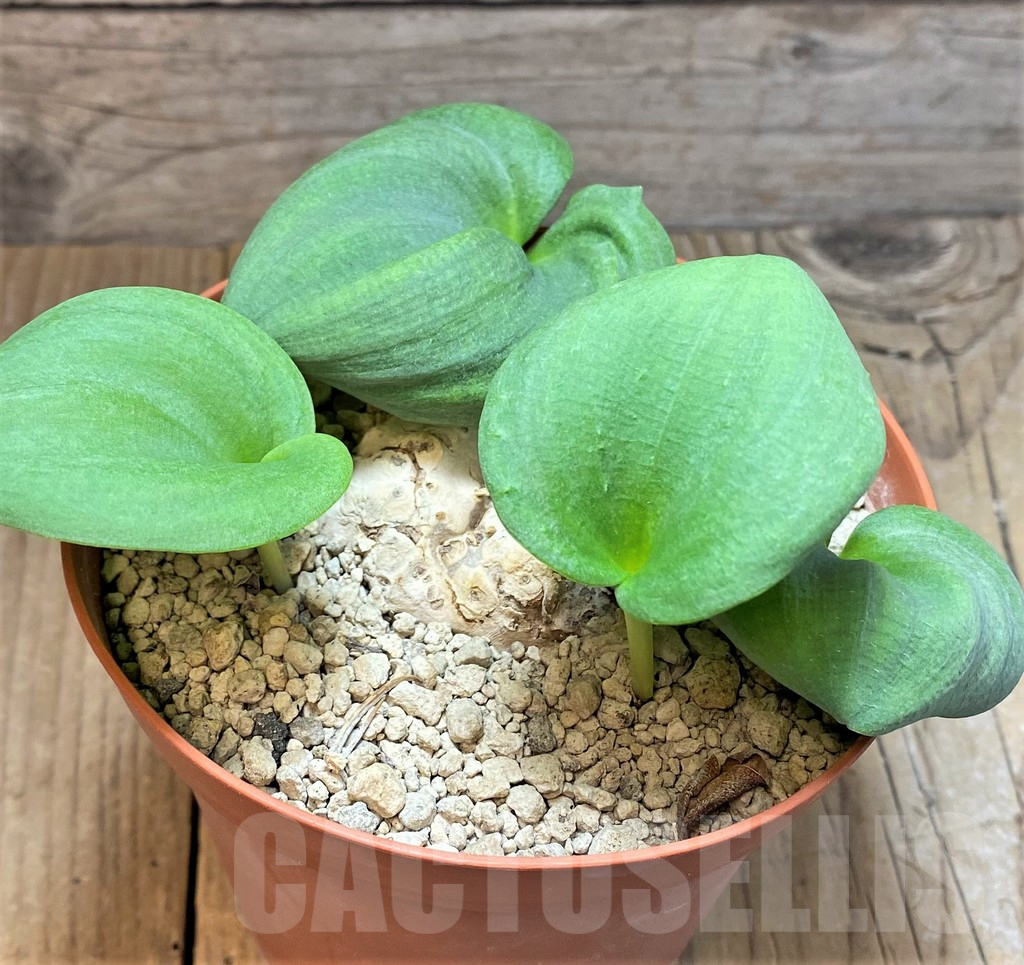 SHPR37185 Eriospermum cooperi - immagine 2