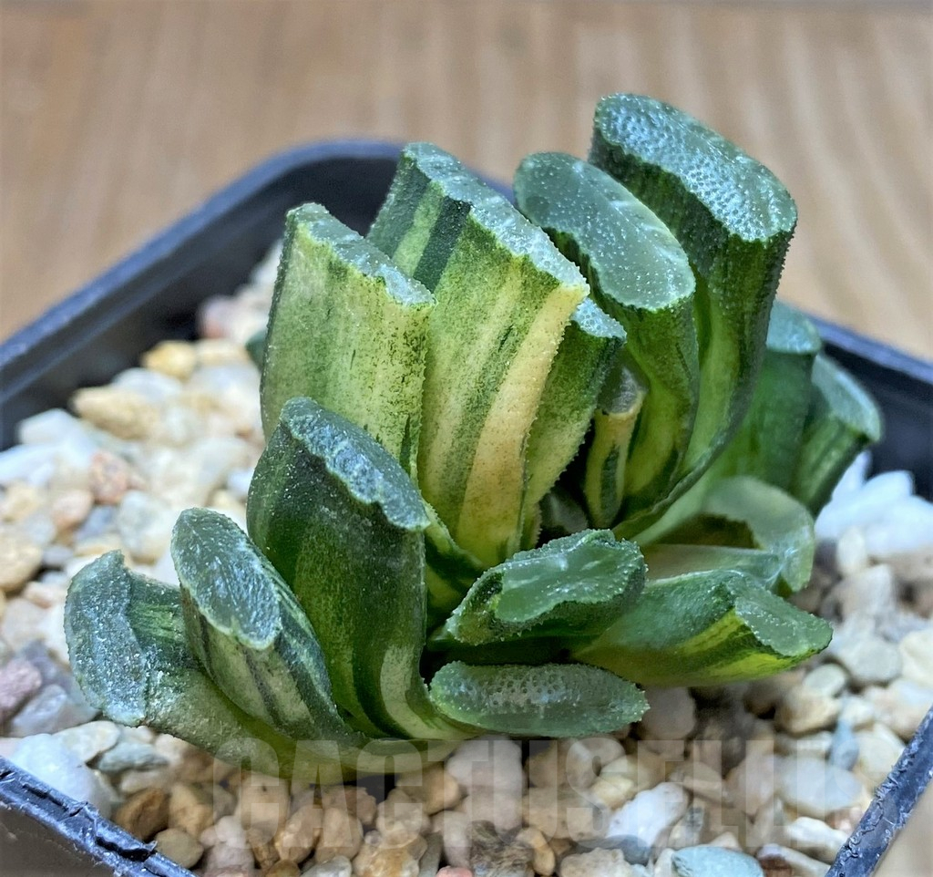 SHPR37134 Haworthia truncata f. variegata