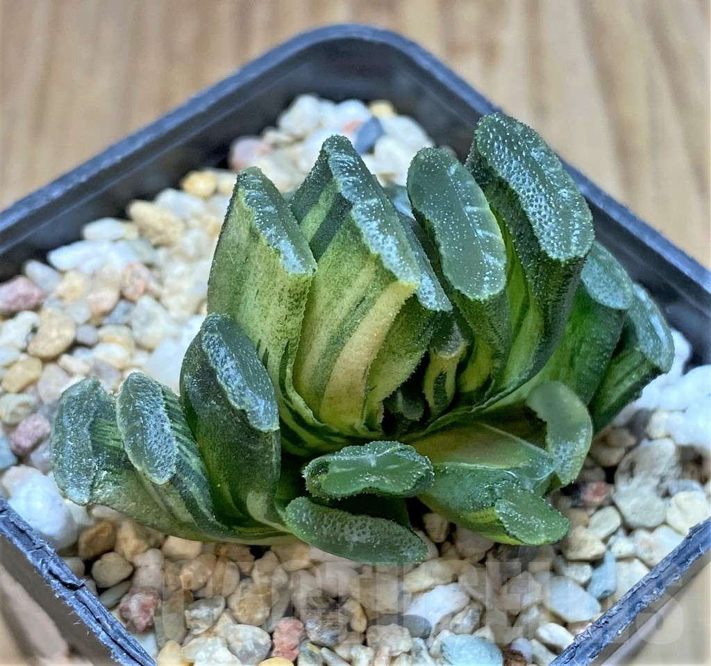 SHPR37134 Haworthia truncata f. variegata - immagine 2