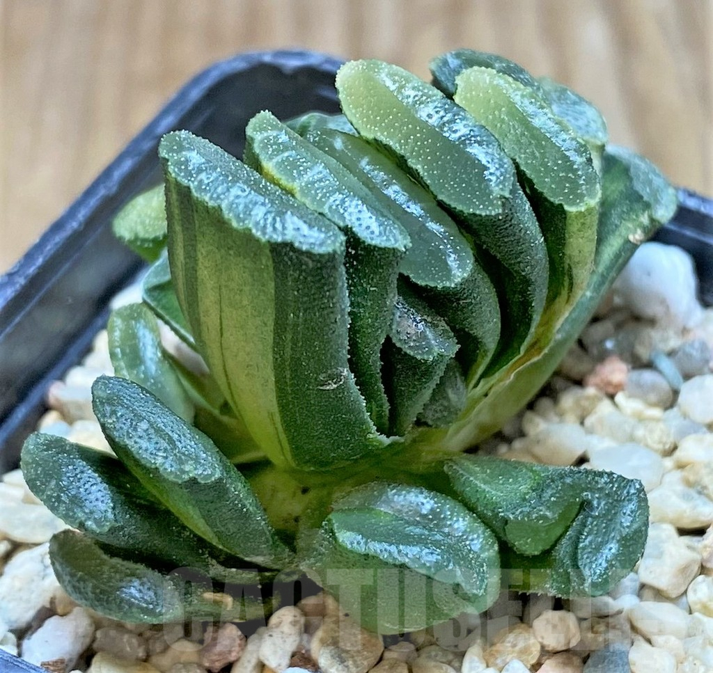 SHPR37134 Haworthia truncata f. variegata - immagine 3