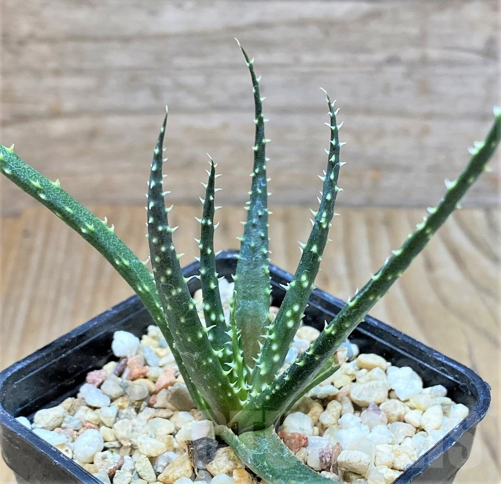 SHPR37135 Aloe florenceae