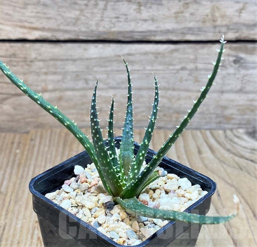 SHPR37135 Aloe florenceae - Image 2