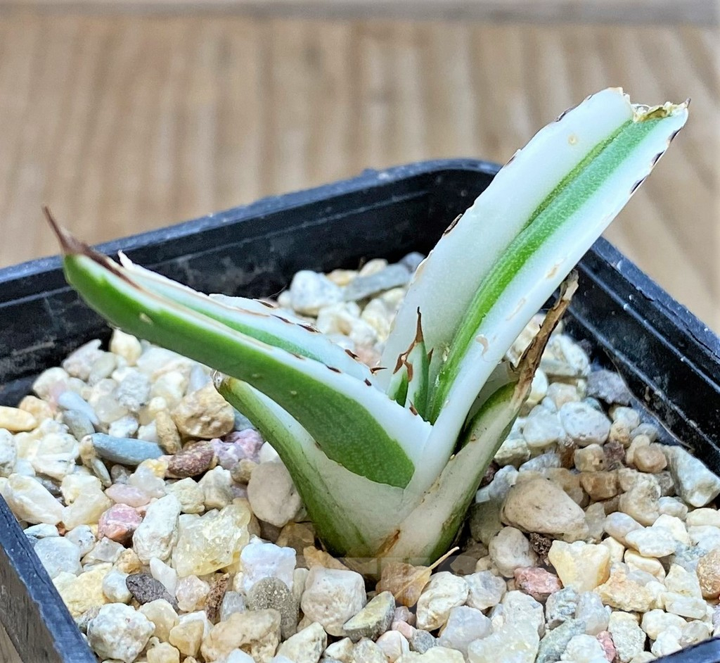 SHPR37136 Agave victoria-reginae 'White Rhino' - immagine 2