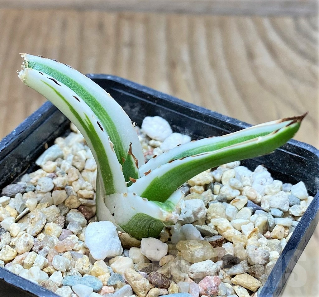 SHPR37136 Agave victoria-reginae 'White Rhino' - immagine 3