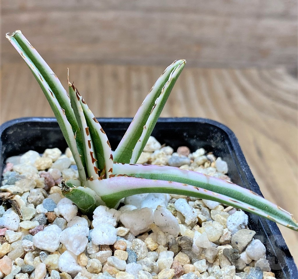 SHPR37137 Agave victoria-reginae 'White Rhino' - immagine 2