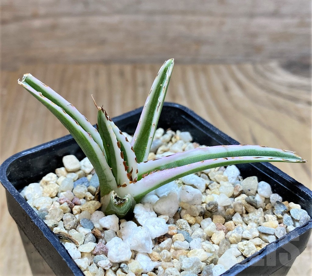 SHPR37137 Agave victoria-reginae 'White Rhino' - immagine 3