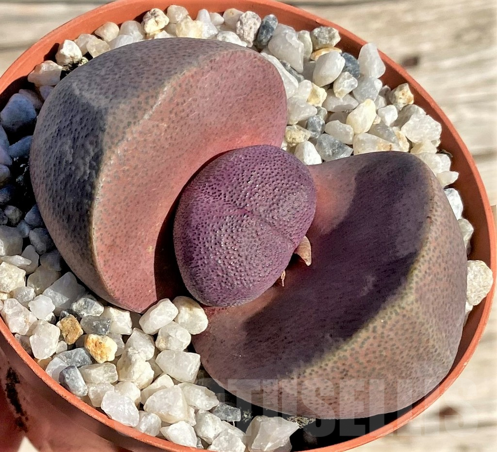 SL36608 Pleiospilos nelii rubra - Зображення 3