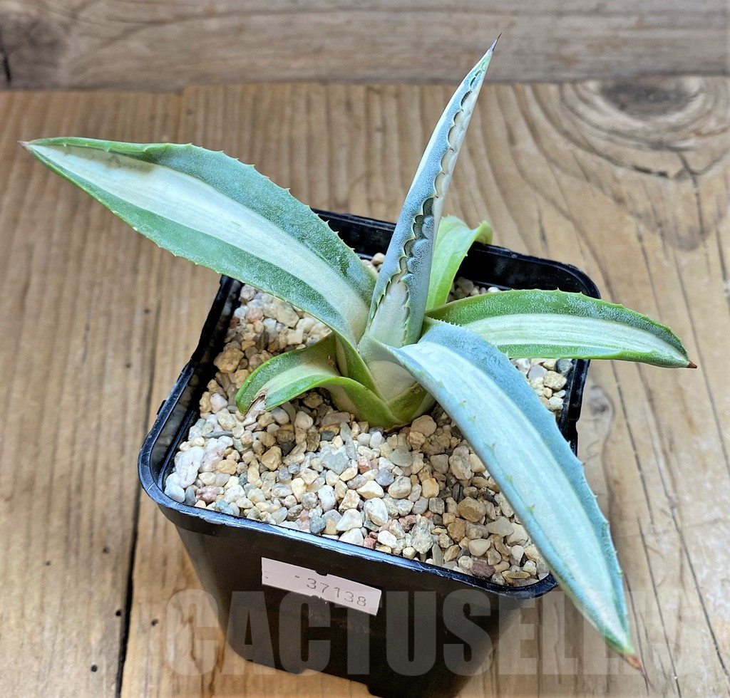 SHPR37138 Agave americana 'Mediopicta'