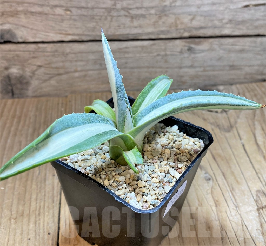 SHPR37138 Agave americana 'Mediopicta' - immagine 2