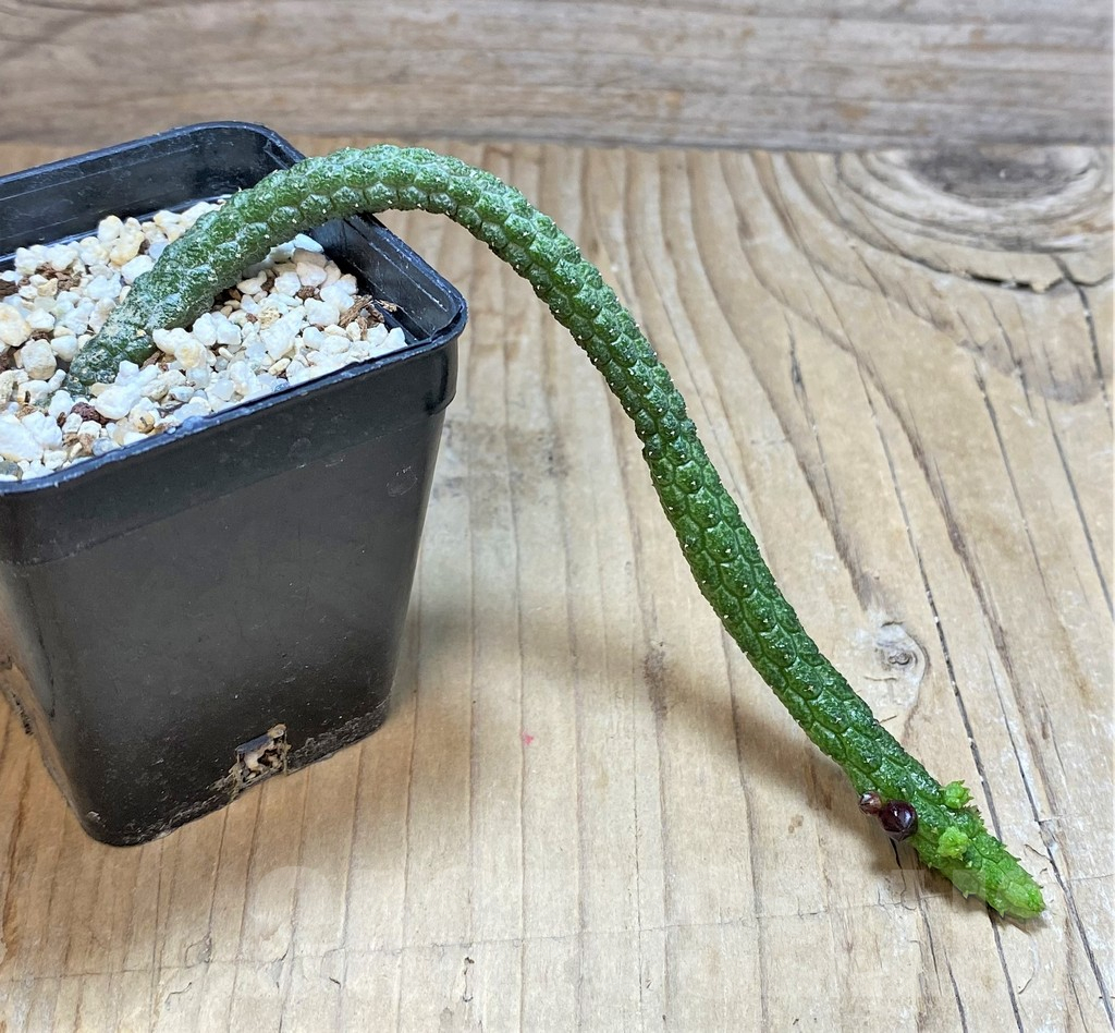 SHPR37139 Echidnopsis oviflora - Image 2