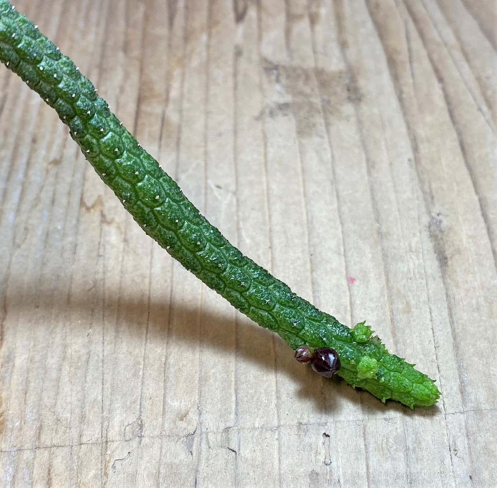 SHPR37139 Echidnopsis oviflora