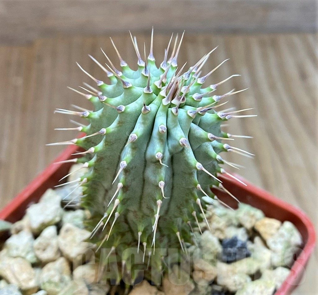 SHPR37140 Hoodia gordonii