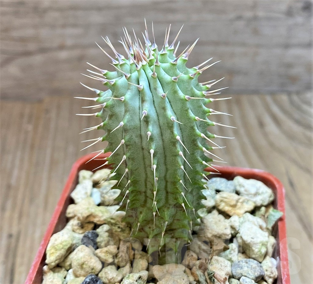 SHPR37140 Hoodia gordonii - Image 2