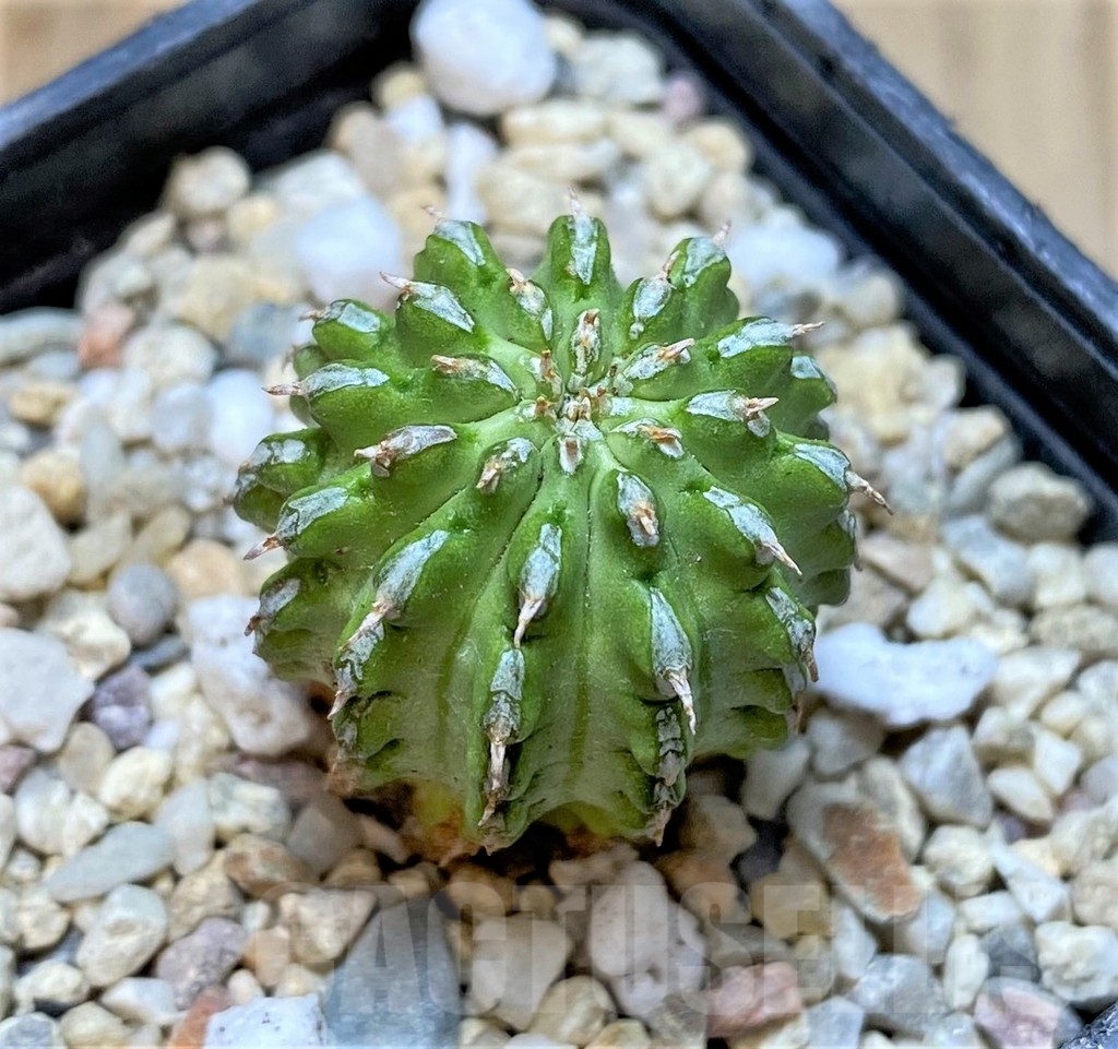 SHPR37141 Euphorbia sepulta