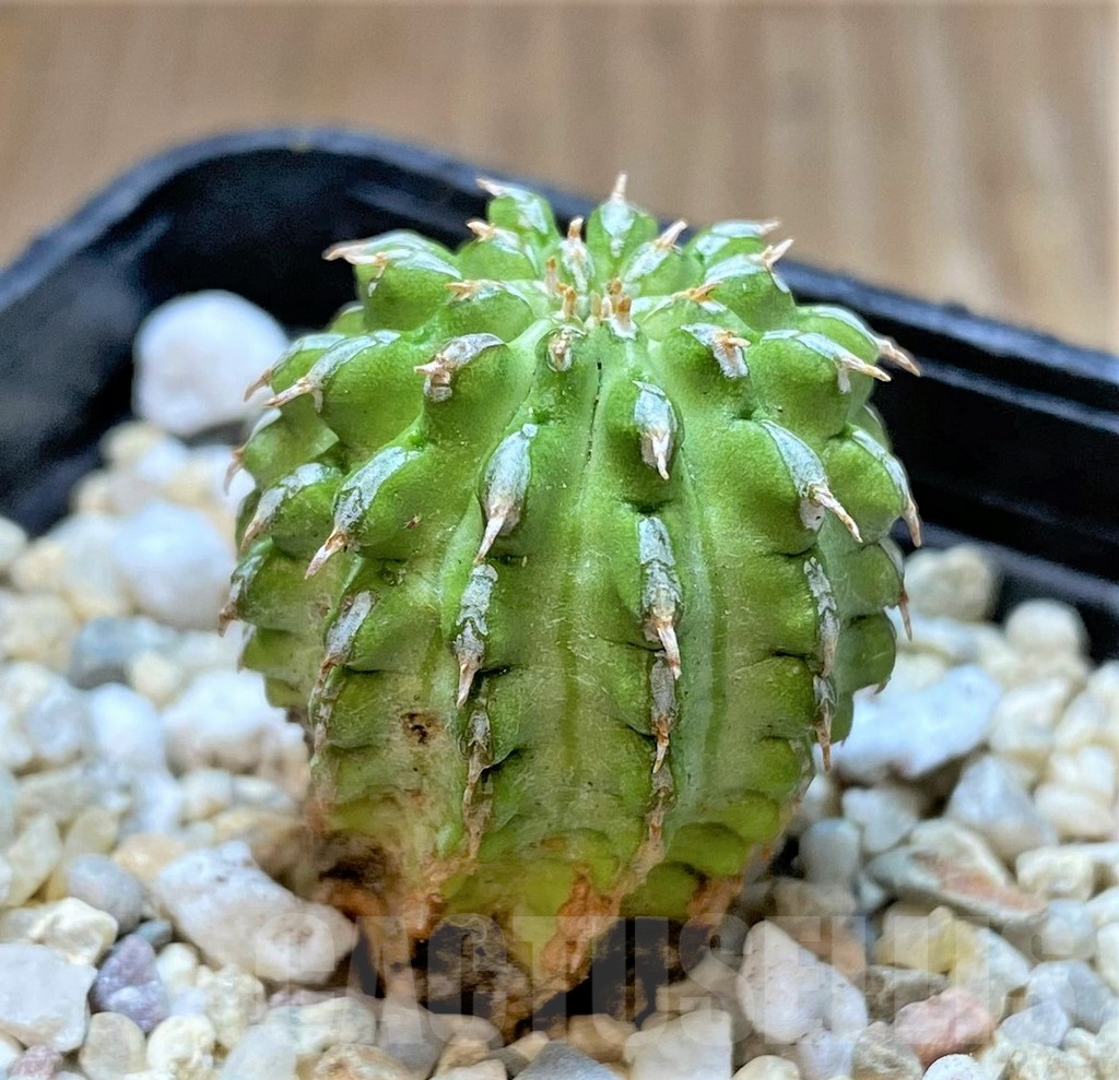 SHPR37141 Euphorbia sepulta - immagine 2