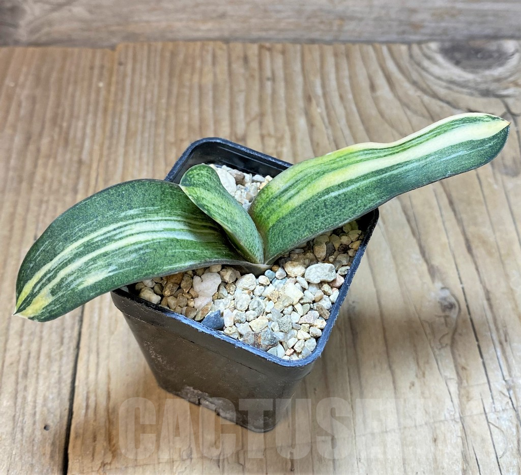 SHPR37142 Gasteria hybrid f. variegata, seedling - immagine 2
