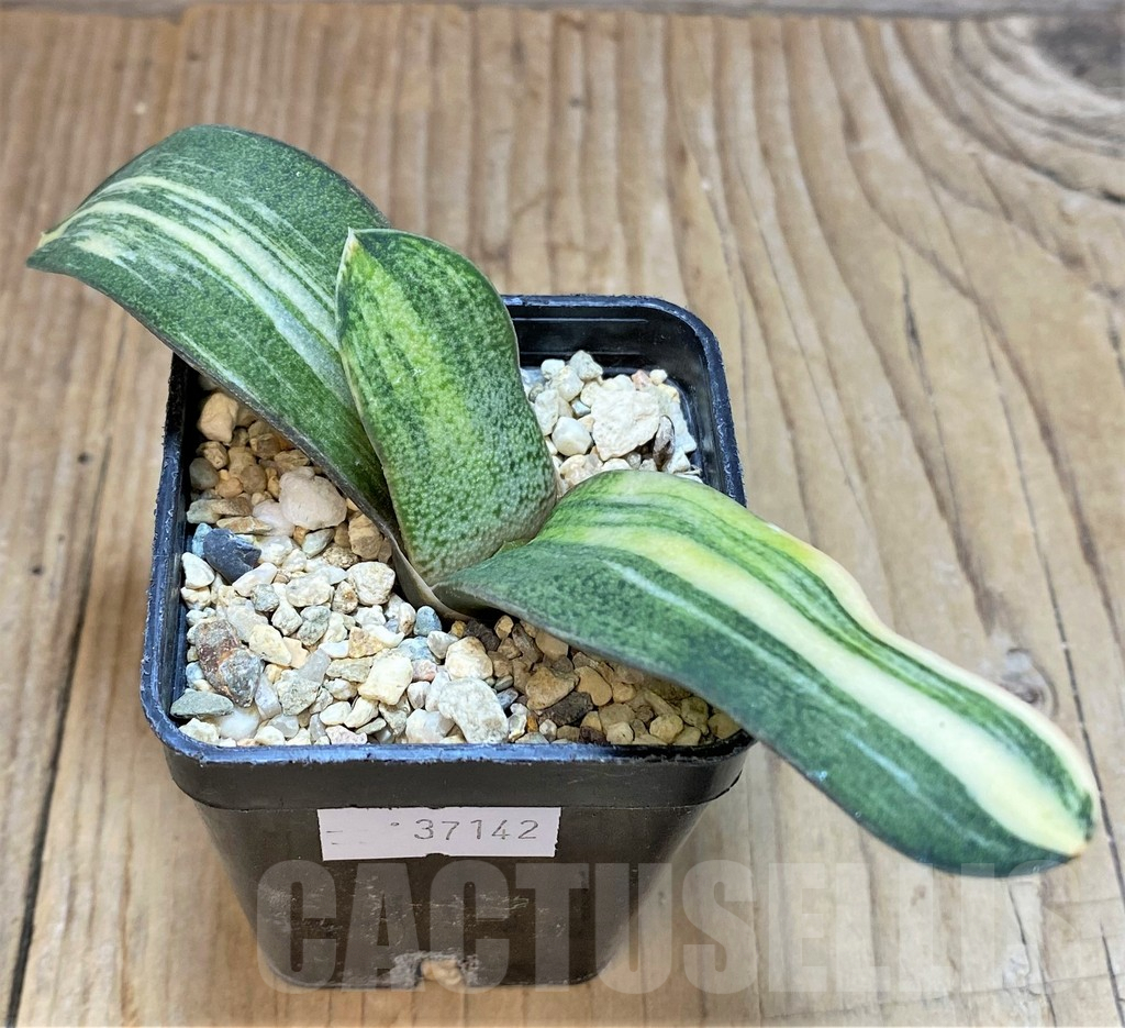 SHPR37142 Gasteria hybrid f. variegata, seedling