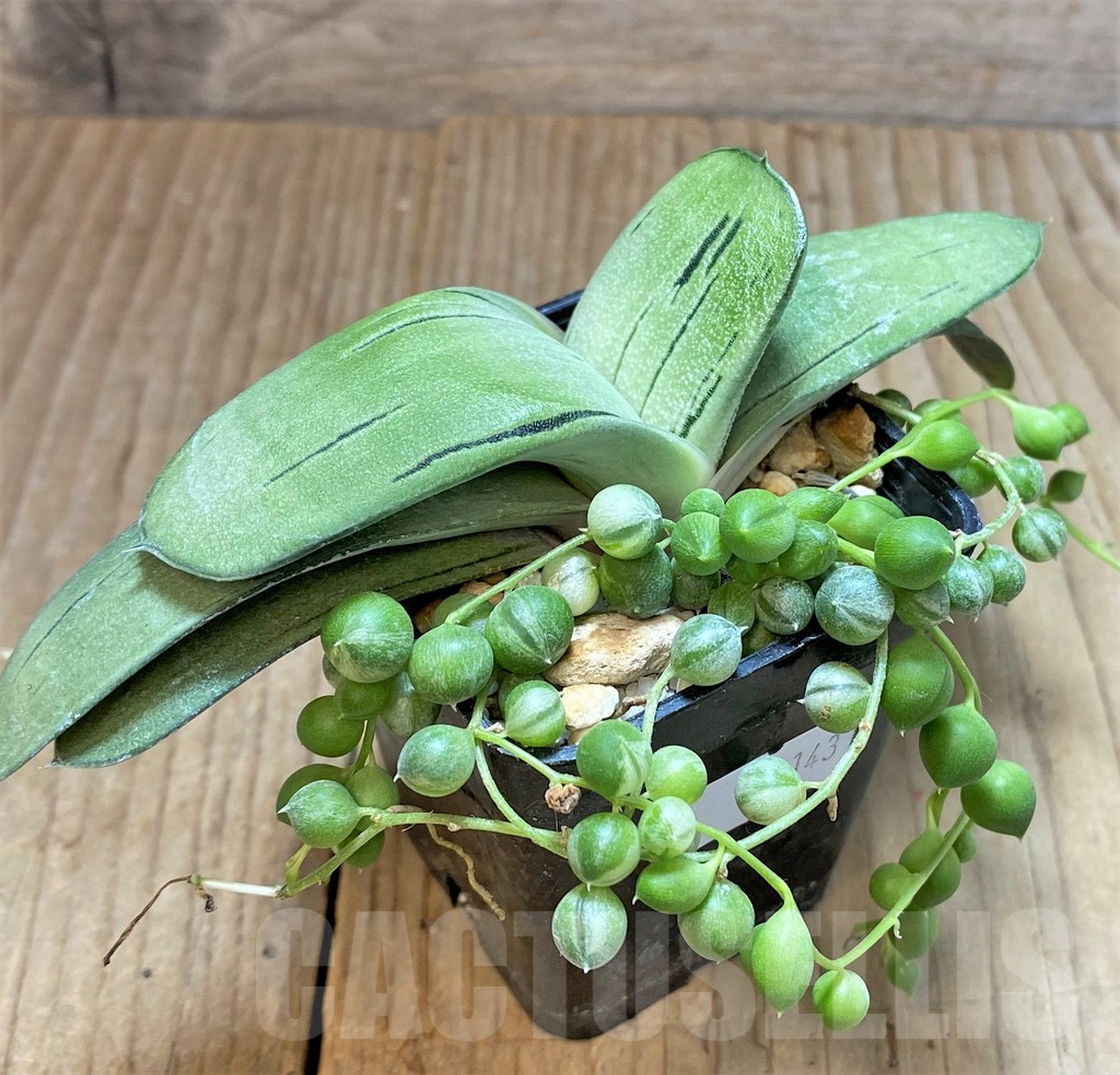 SHPR37143 Gasteria hybrid -Japan-, Senecio rowleyanus f. variegata