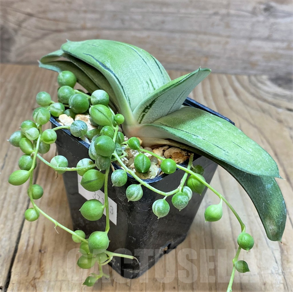 SHPR37143 Gasteria hybrid -Japan-, Senecio rowleyanus f. variegata - immagine 2
