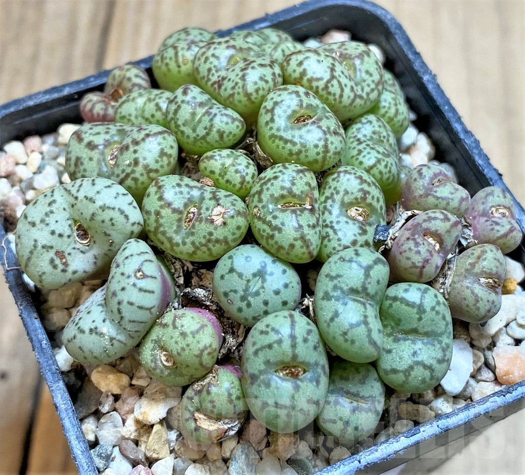 SHPR37145 Conophytum obcordellum mix, seedling