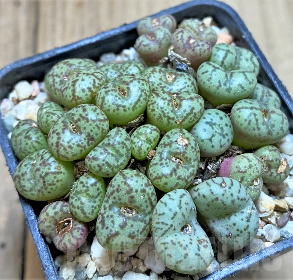 SHPR37145 Conophytum obcordellum mix, seedling - Image 2