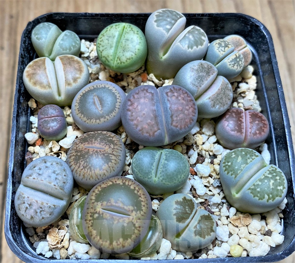 SHPR37150 Lithops mix