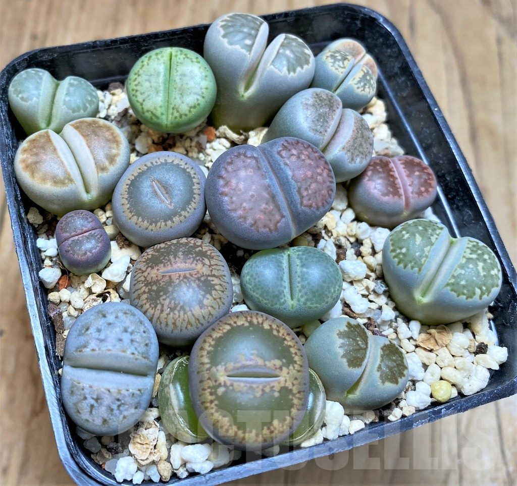 SHPR37150 Lithops mix - Image 2