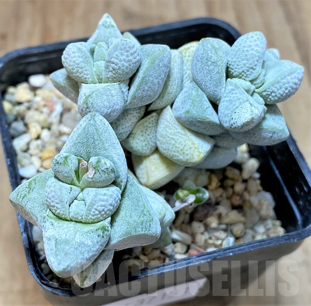 SHPR37151 Crassula deceptor, Clon 1 - Image 2