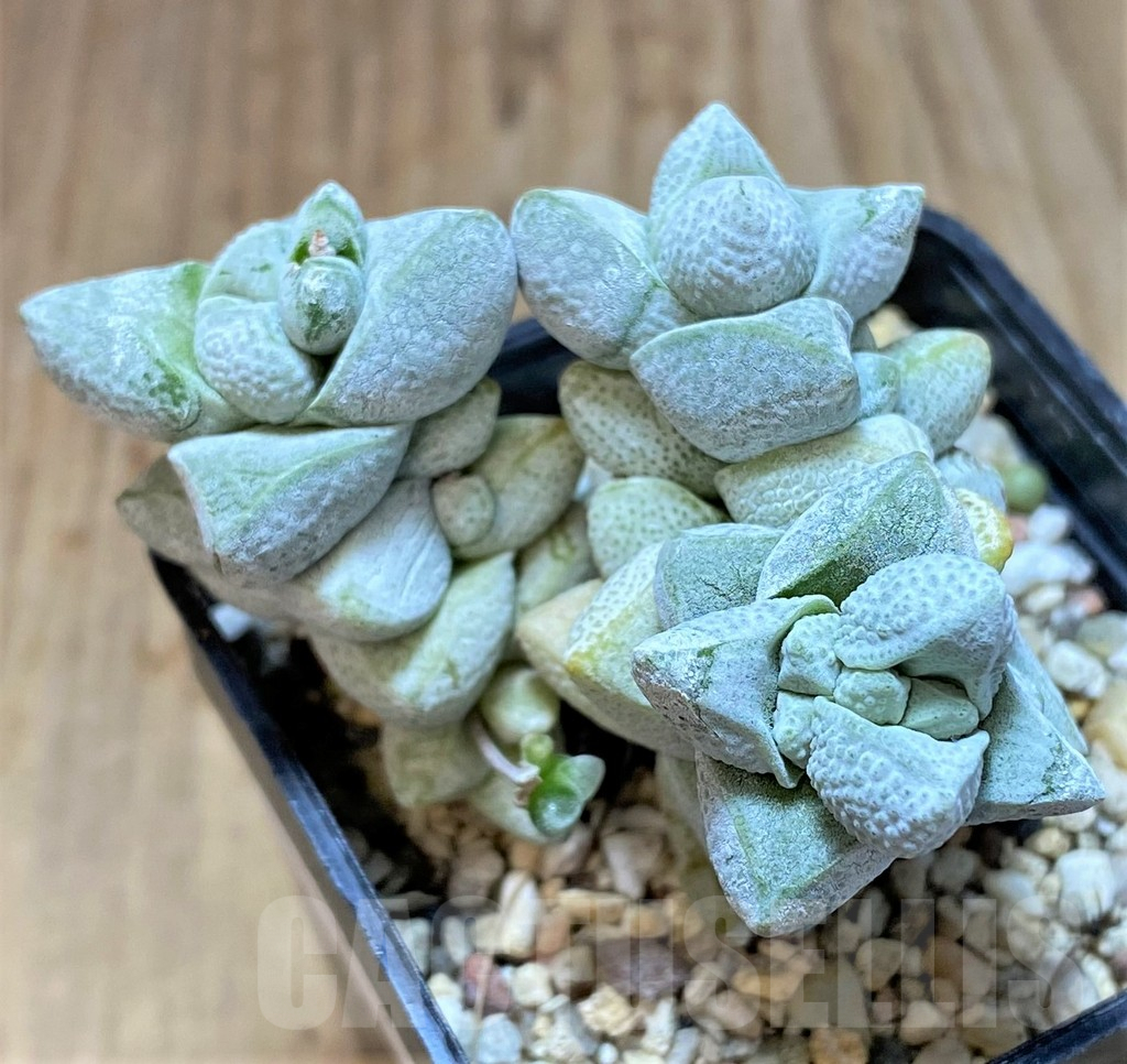 SHPR37151 Crassula deceptor, Clon 1