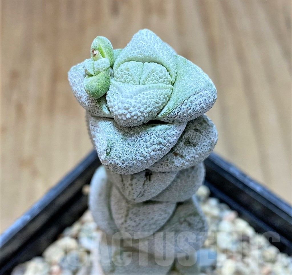 SHPR37152 Crassula deceptor, Clon 2