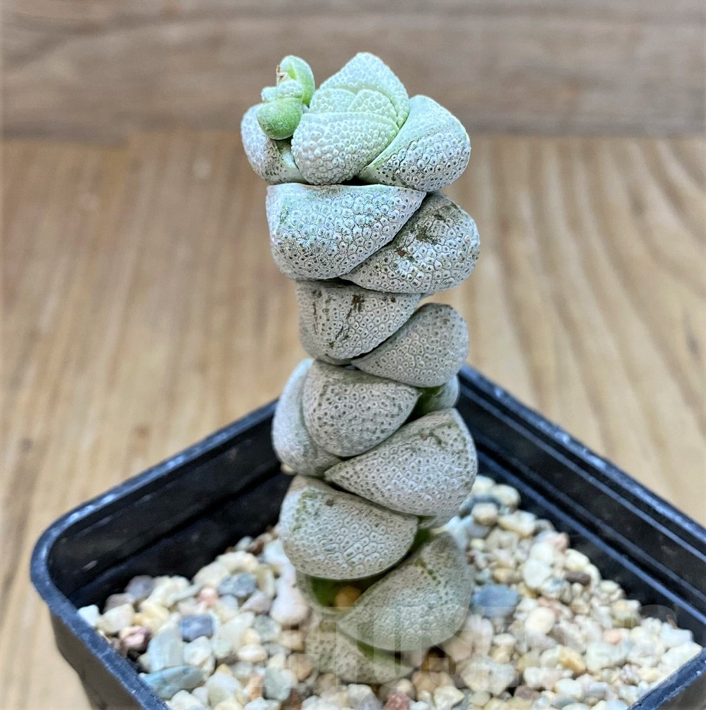 SHPR37152 Crassula deceptor, Clon 2 - Image 2