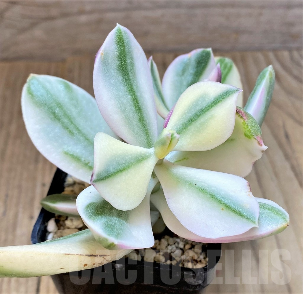 SHPR37153 Crassula arborescens f. white variegata