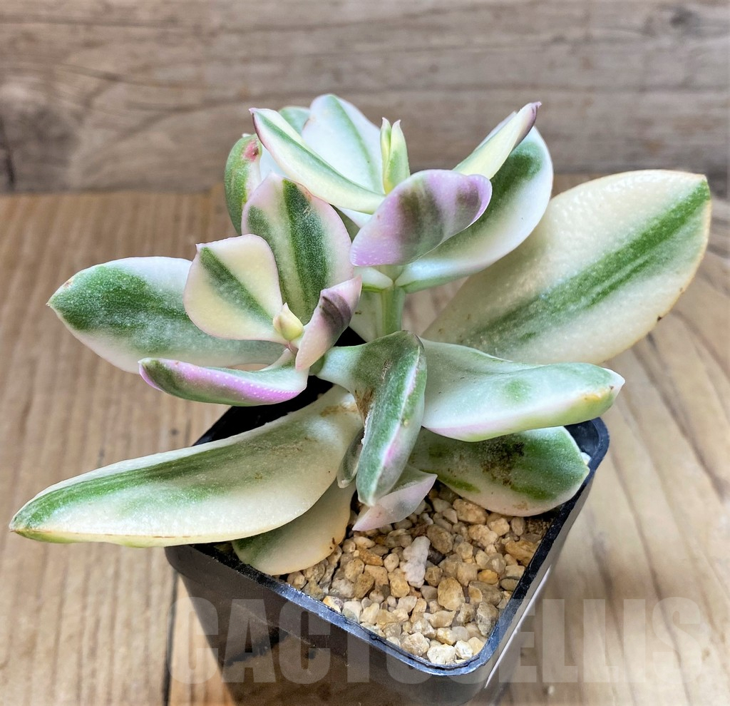 SHPR37153 Crassula arborescens f. white variegata - Obrázek 2