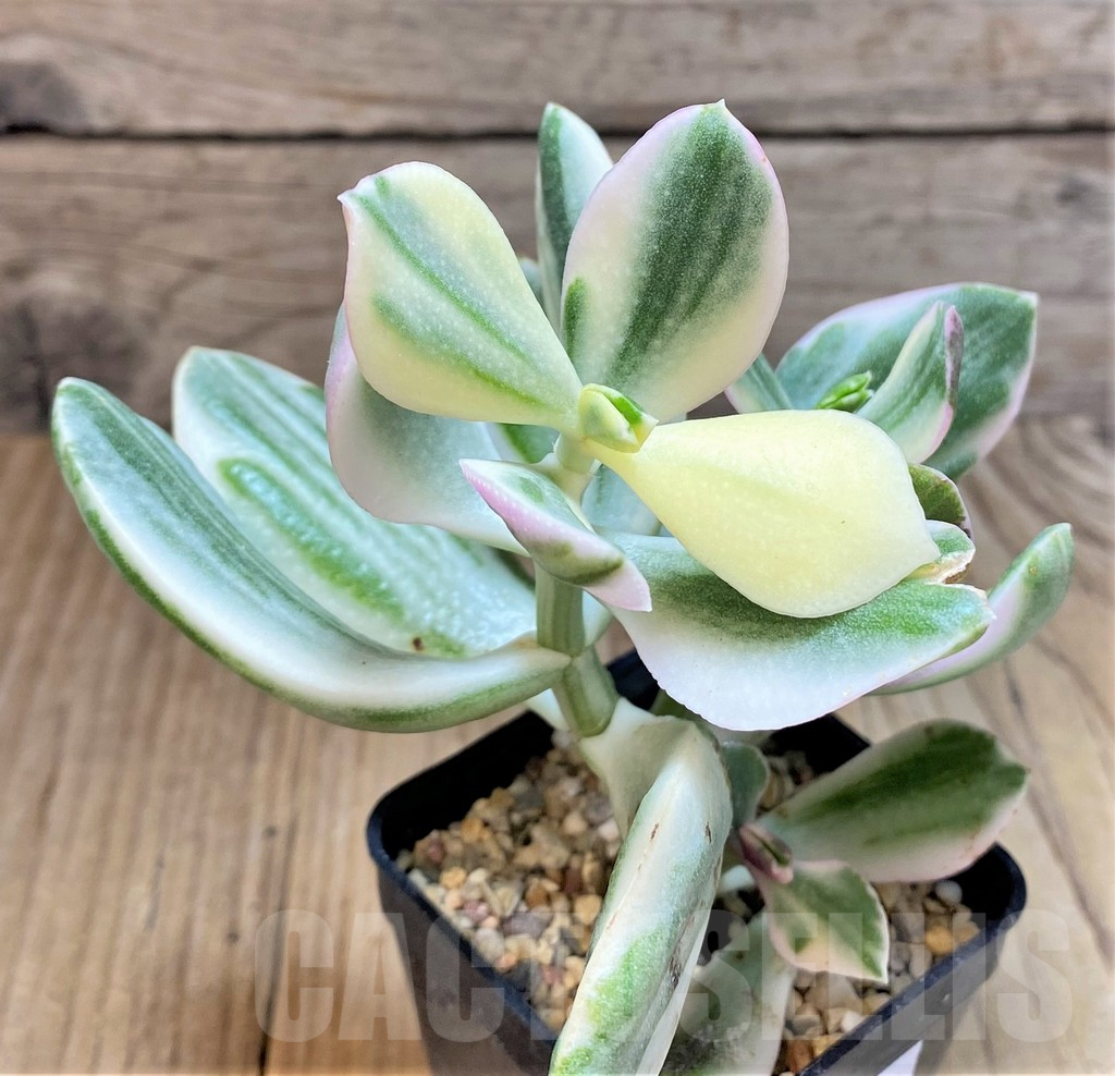 SHPR37154 Crassula arborescens f. white variegata - Imagen 2