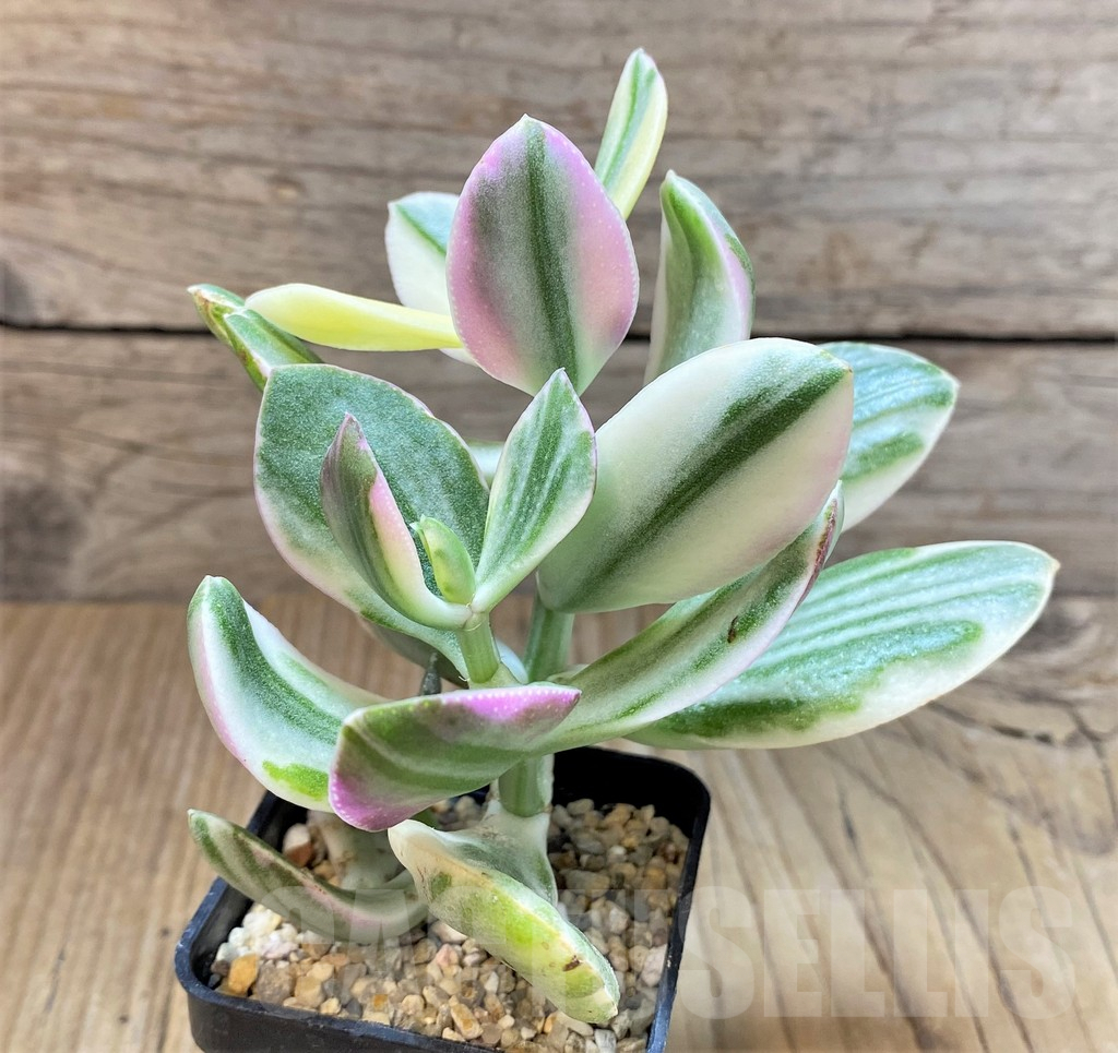 SHPR37154 Crassula arborescens f. white variegata