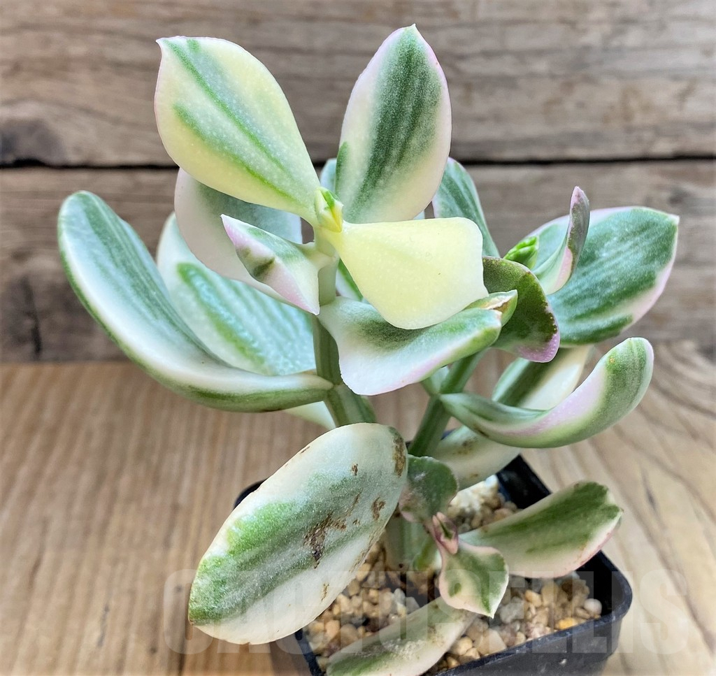 SHPR37154 Crassula arborescens f. white variegata - Imagen 3