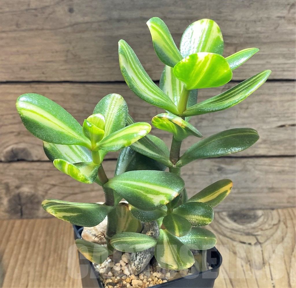 SHPR37155 Crassula arborescens f. gold variegata - Image 2