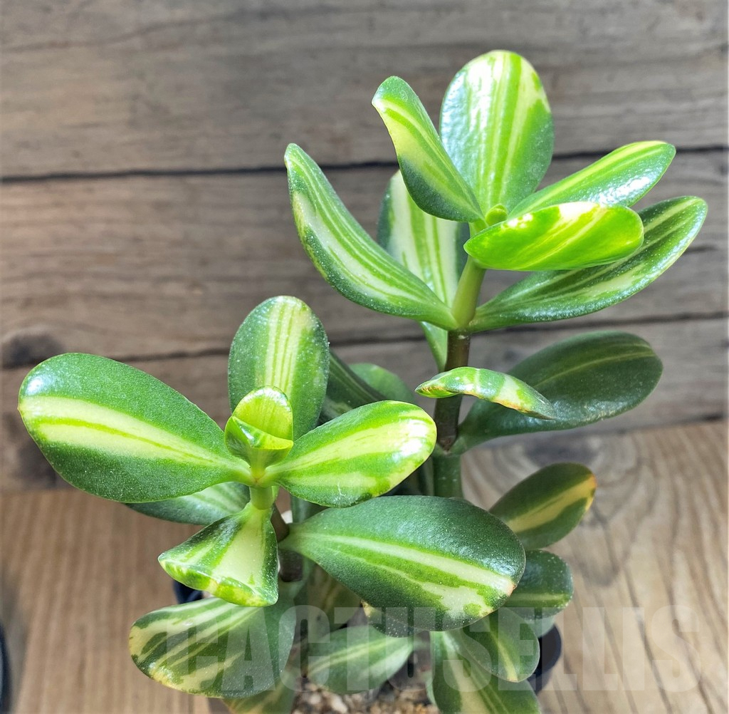 SHPR37155 Crassula arborescens f. gold variegata