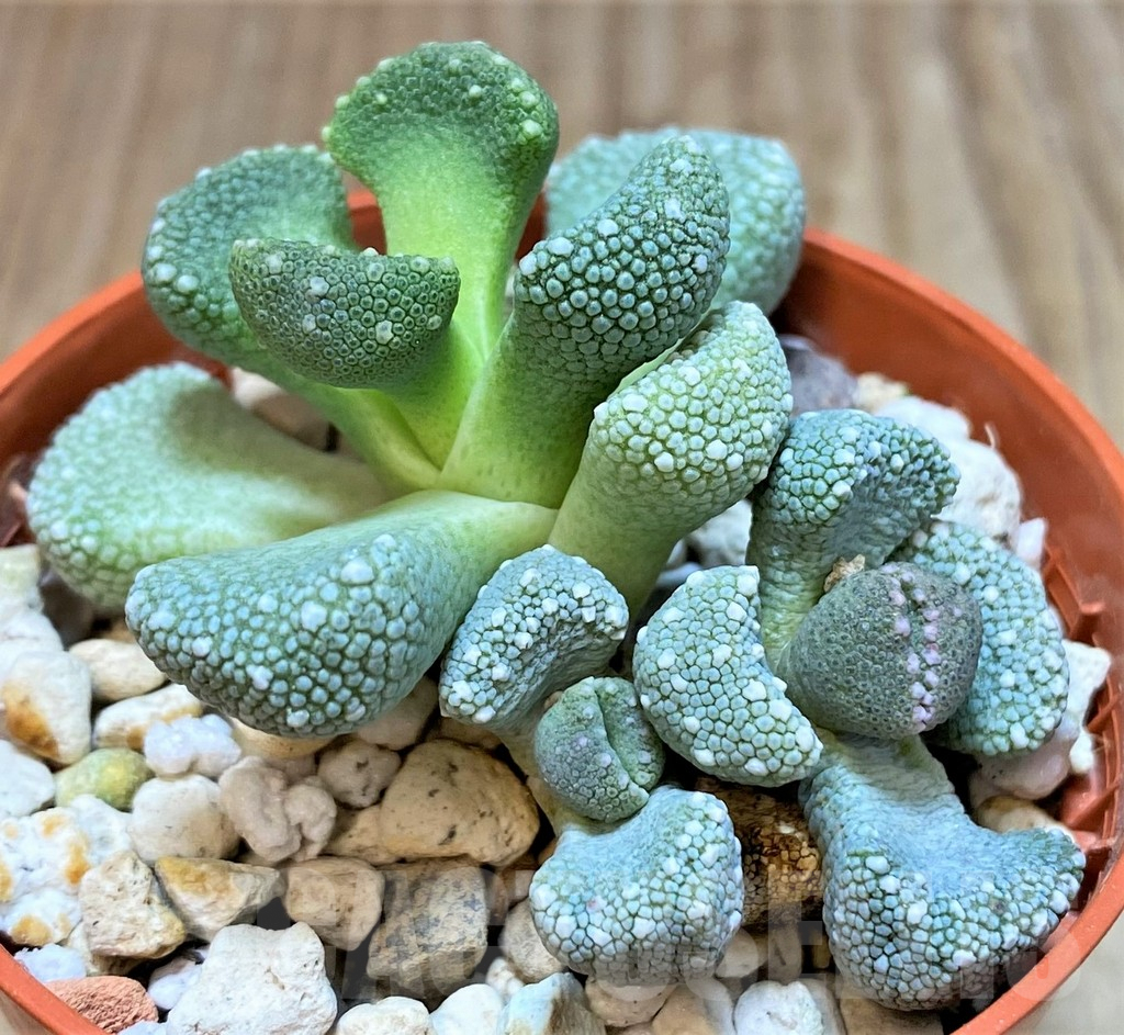 SHPR37156 Aloinopsis luckhoffii