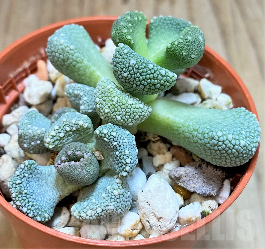 SHPR37156 Aloinopsis luckhoffii - Image 2