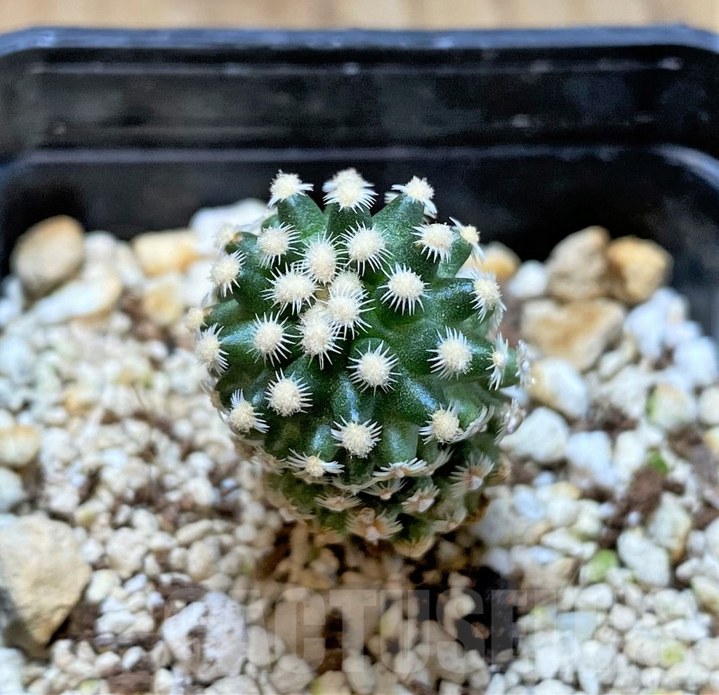 SHPR37157 Pediocactus knowltonii SB304
