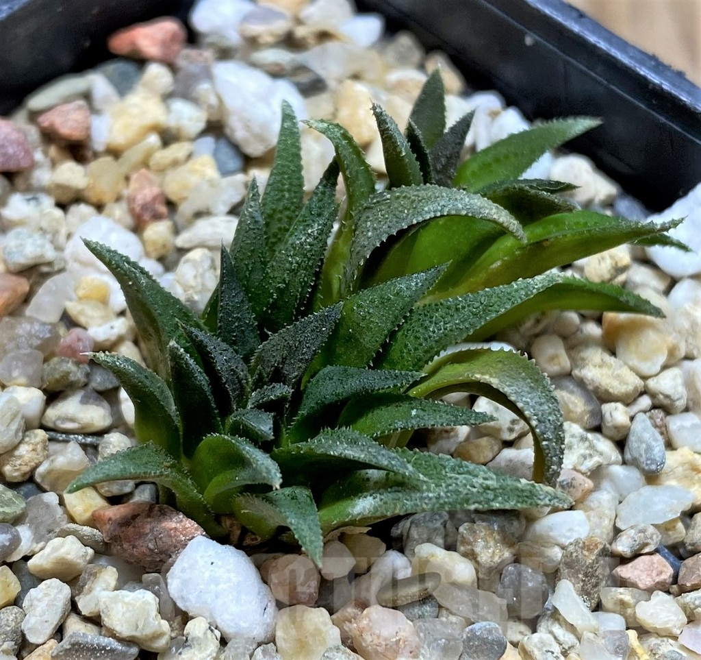 SHPR37131 Haworthia parksiana