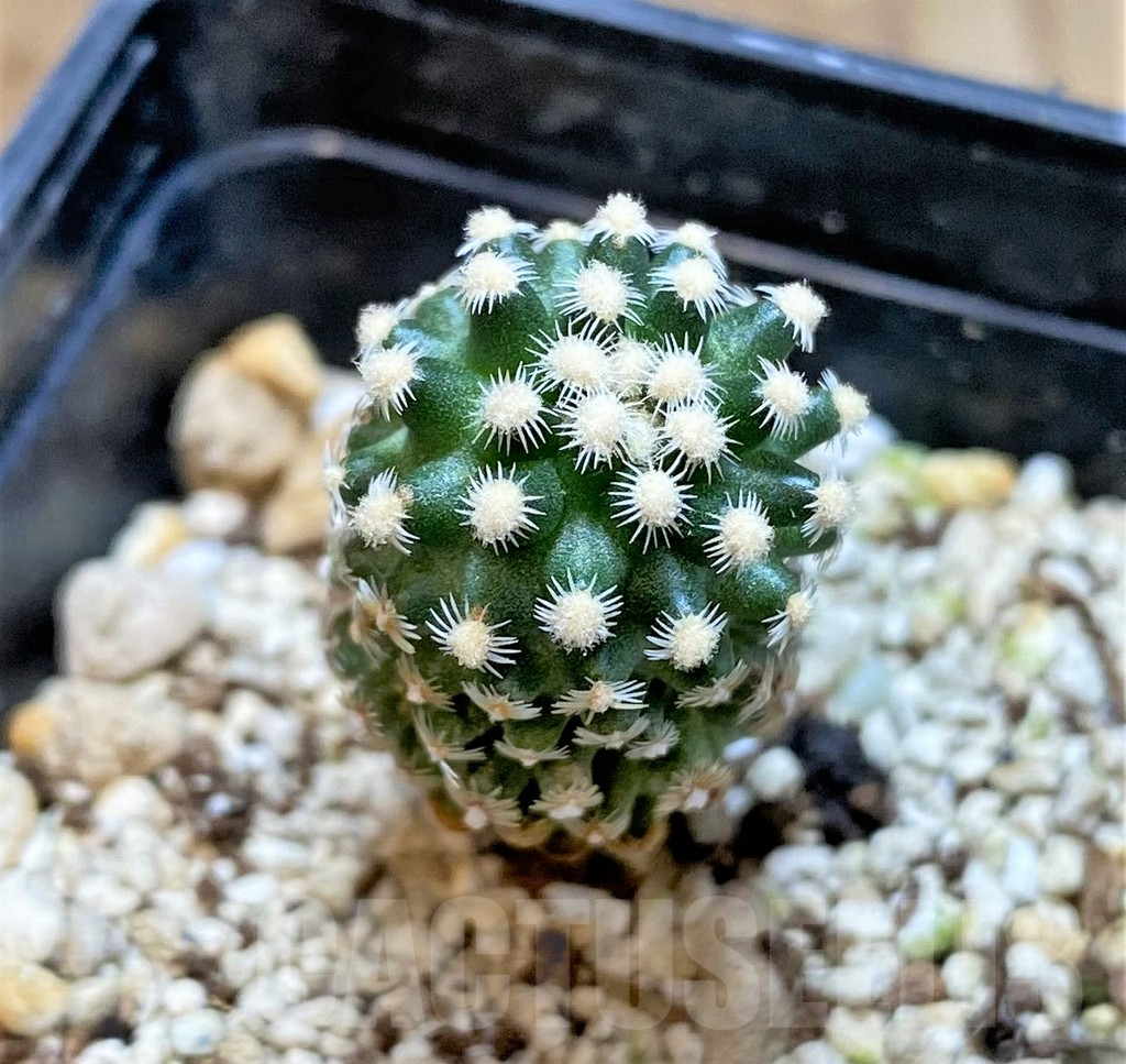 SHPR37157 Pediocactus knowltonii SB304 - Image 2