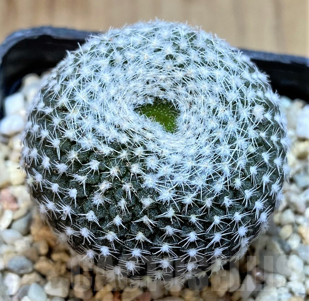 SHPR37158 Frailea larae