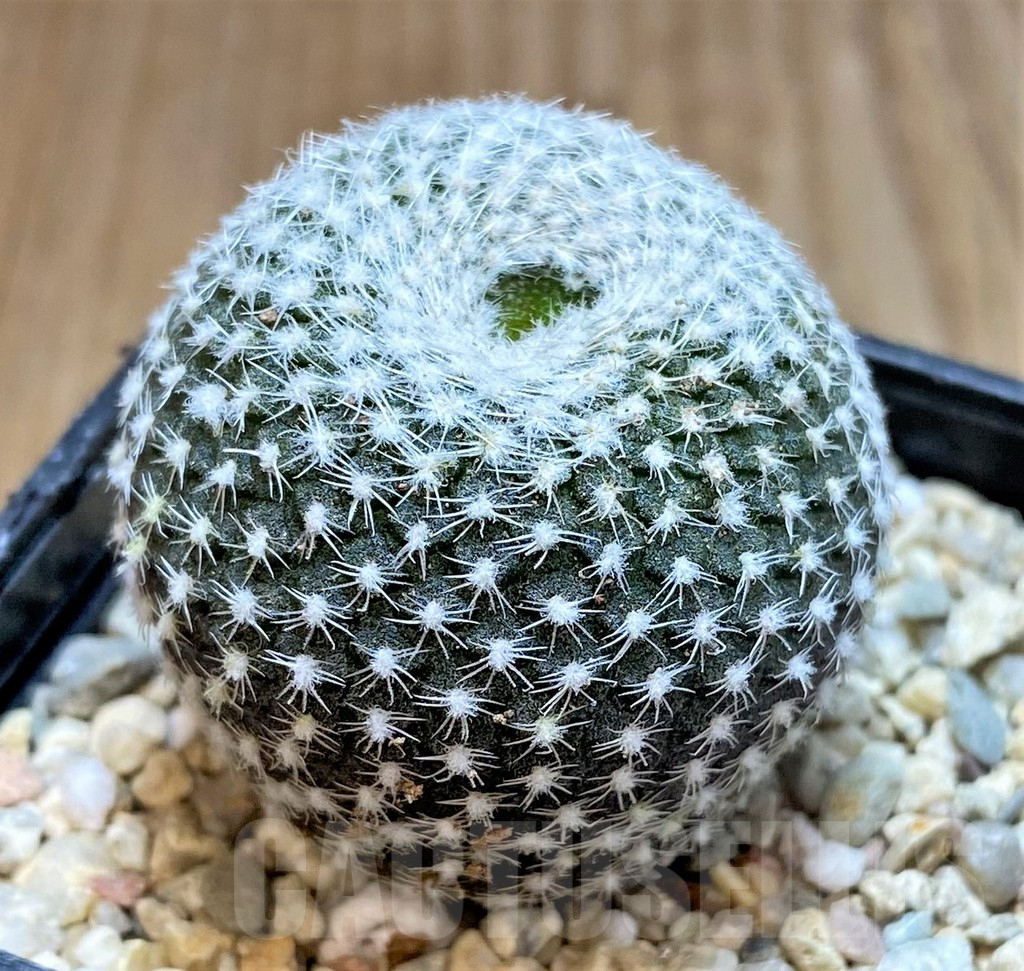 SHPR37158 Frailea larae - Image 2