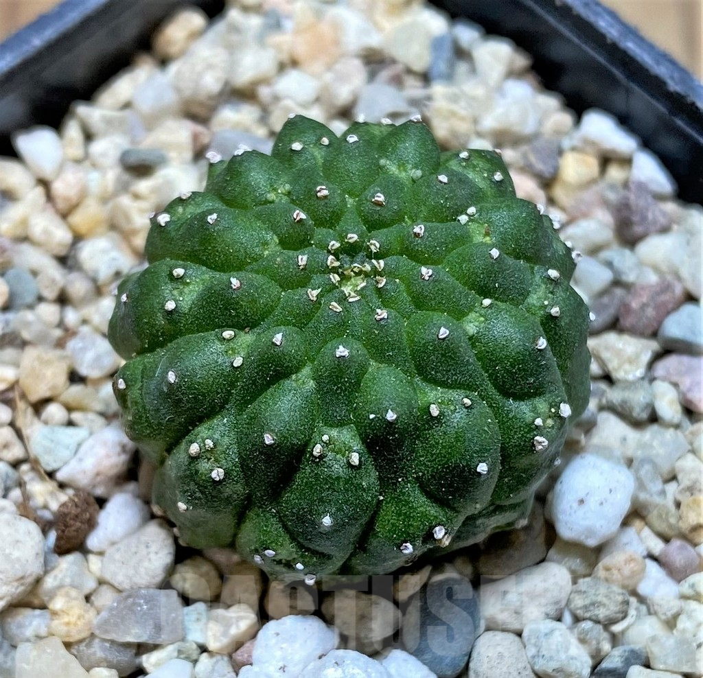 SHPR37160 Euphorbia gymnocalycioides