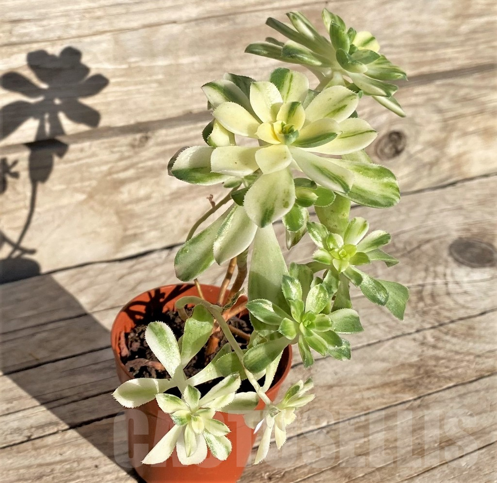 SHPR37190 Aeonium castello-paivae - Image 2