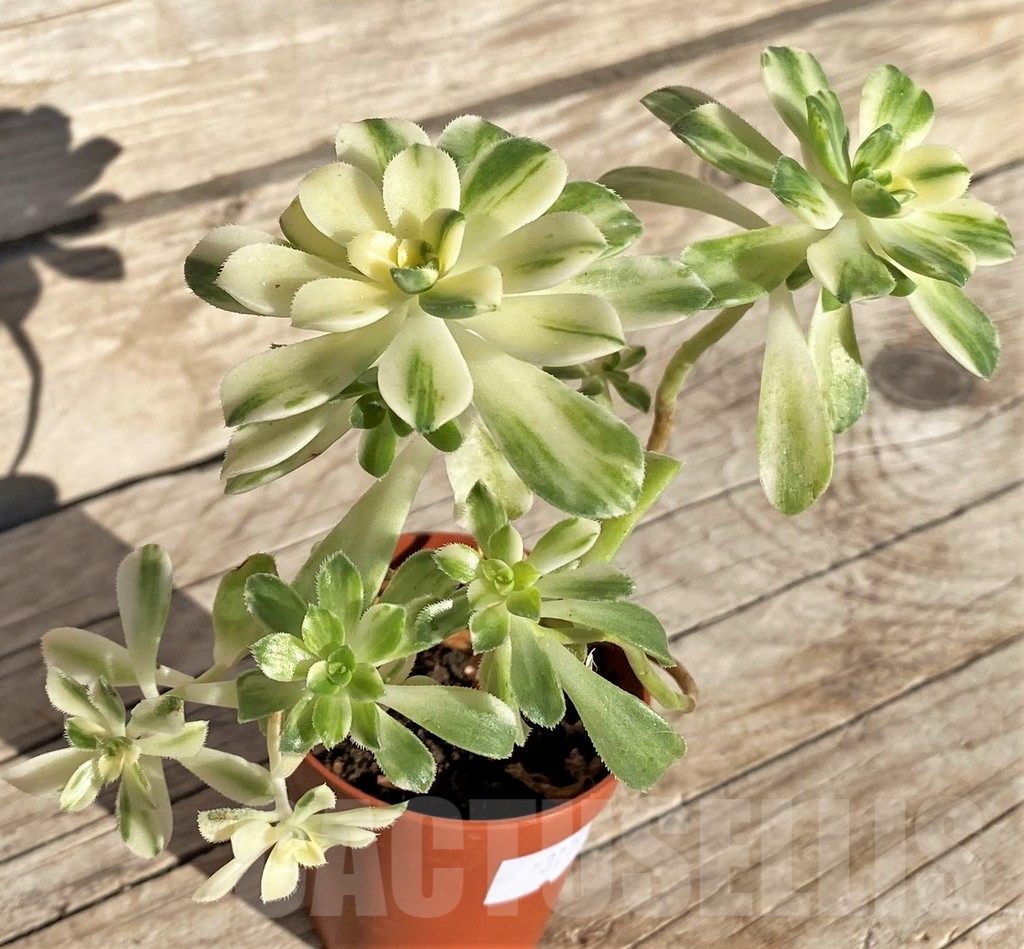 SHPR37190 Aeonium castello-paivae - Image 3
