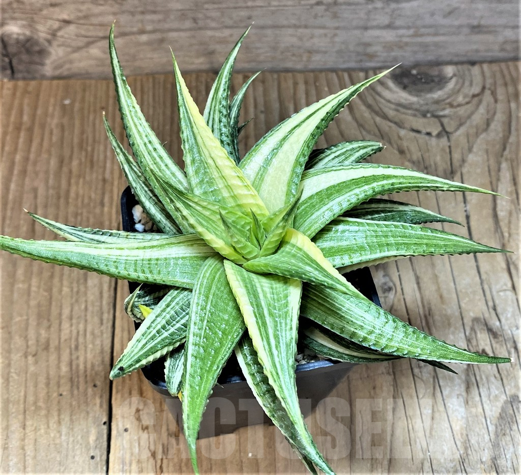 SHPR37228 Haworthia limifolia hybrid f. variegata